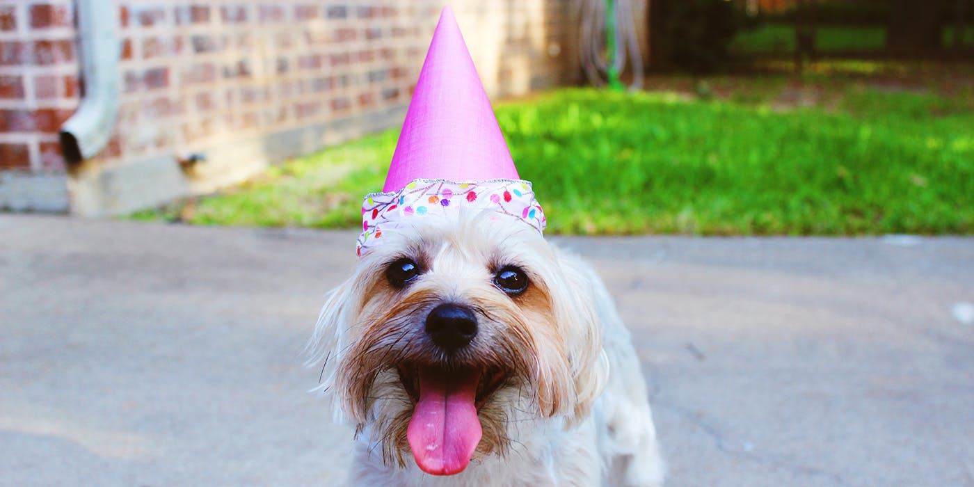 A little dog in a pink party hat
