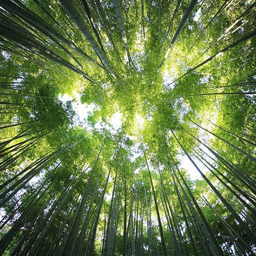 Looking up from the ground at the woodland tree tops.